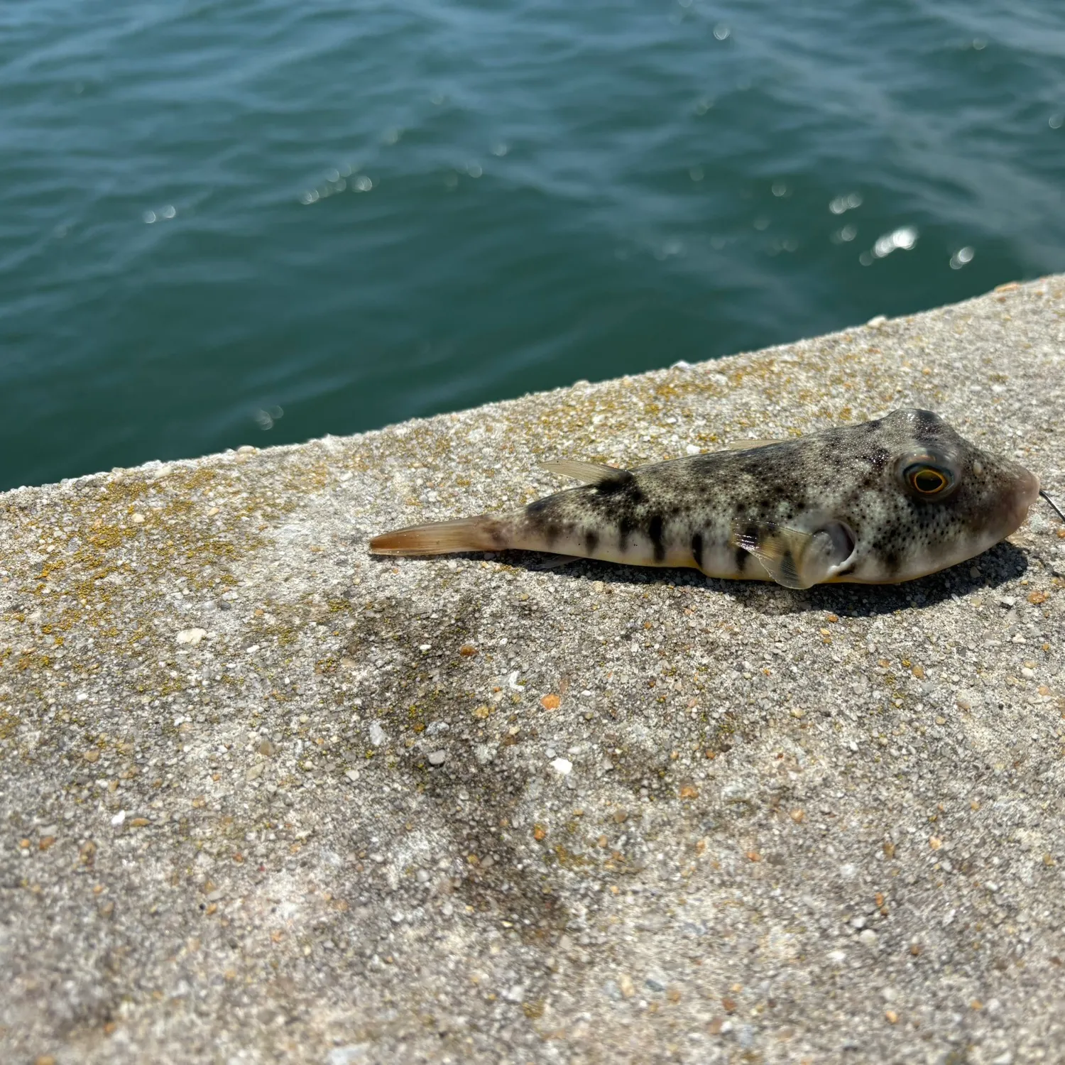 The most recent Northern puffer catches on Fishbrain