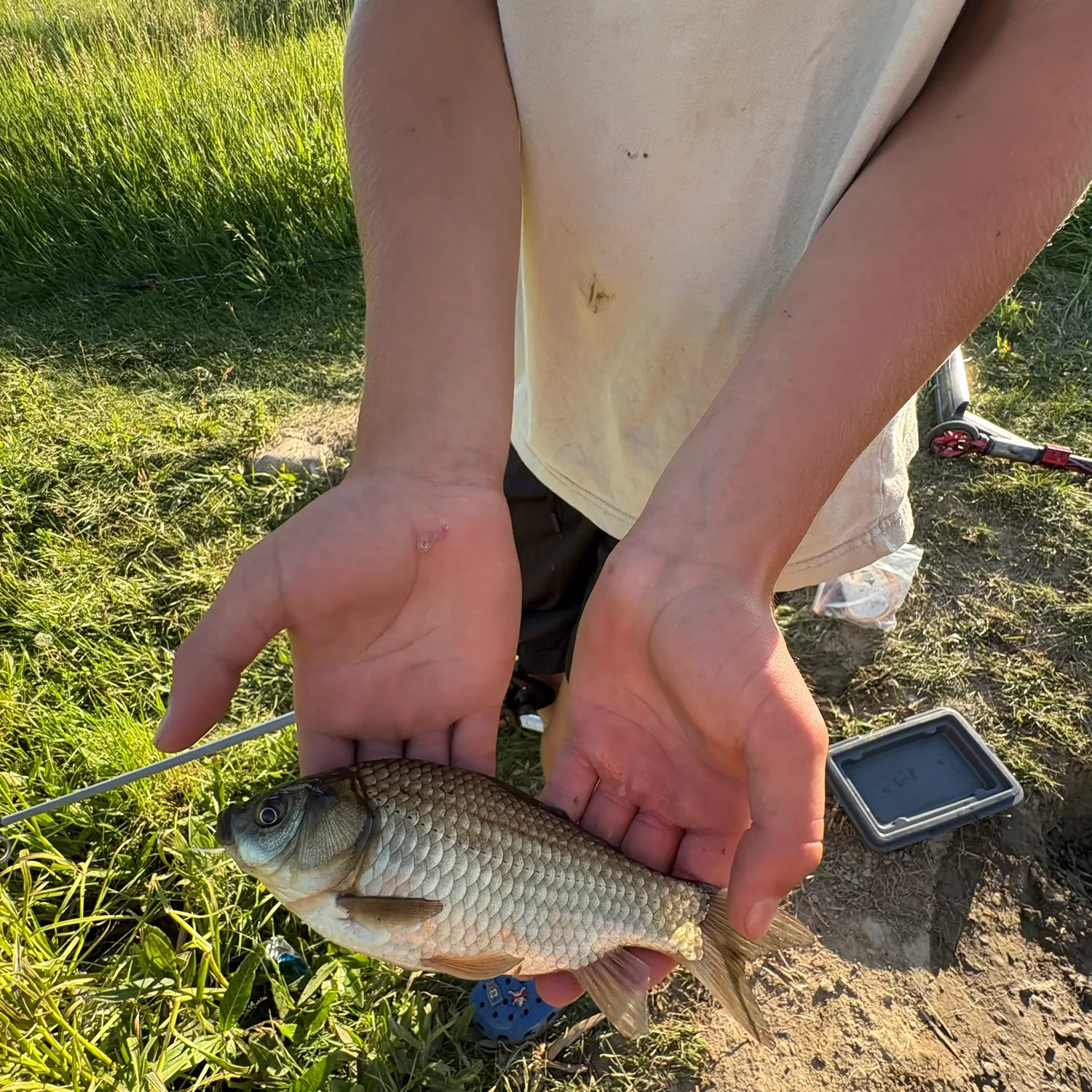 The most recent Prussian carp catches on Fishbrain