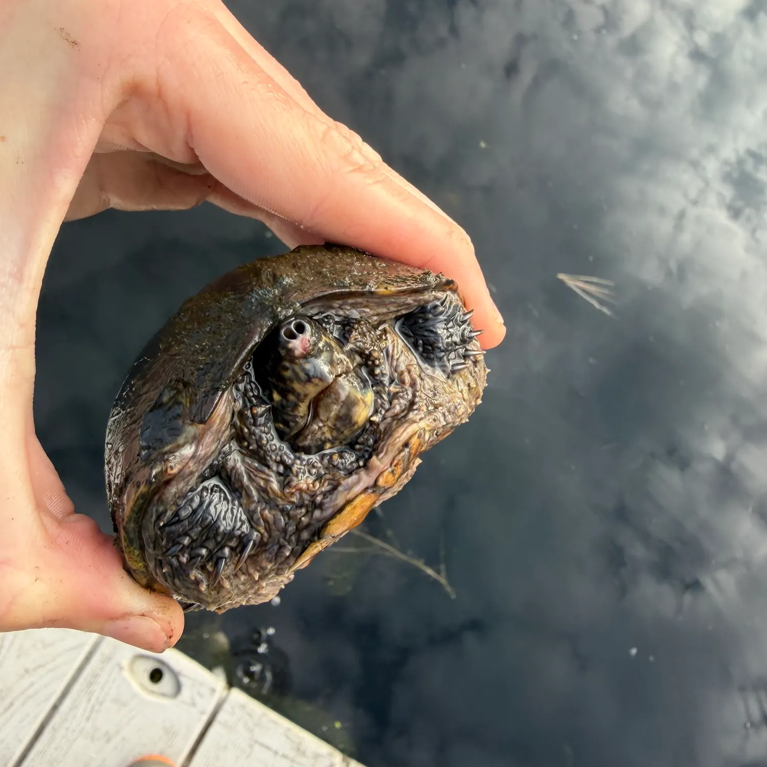 Common snapping turtle caught on Fishbrain