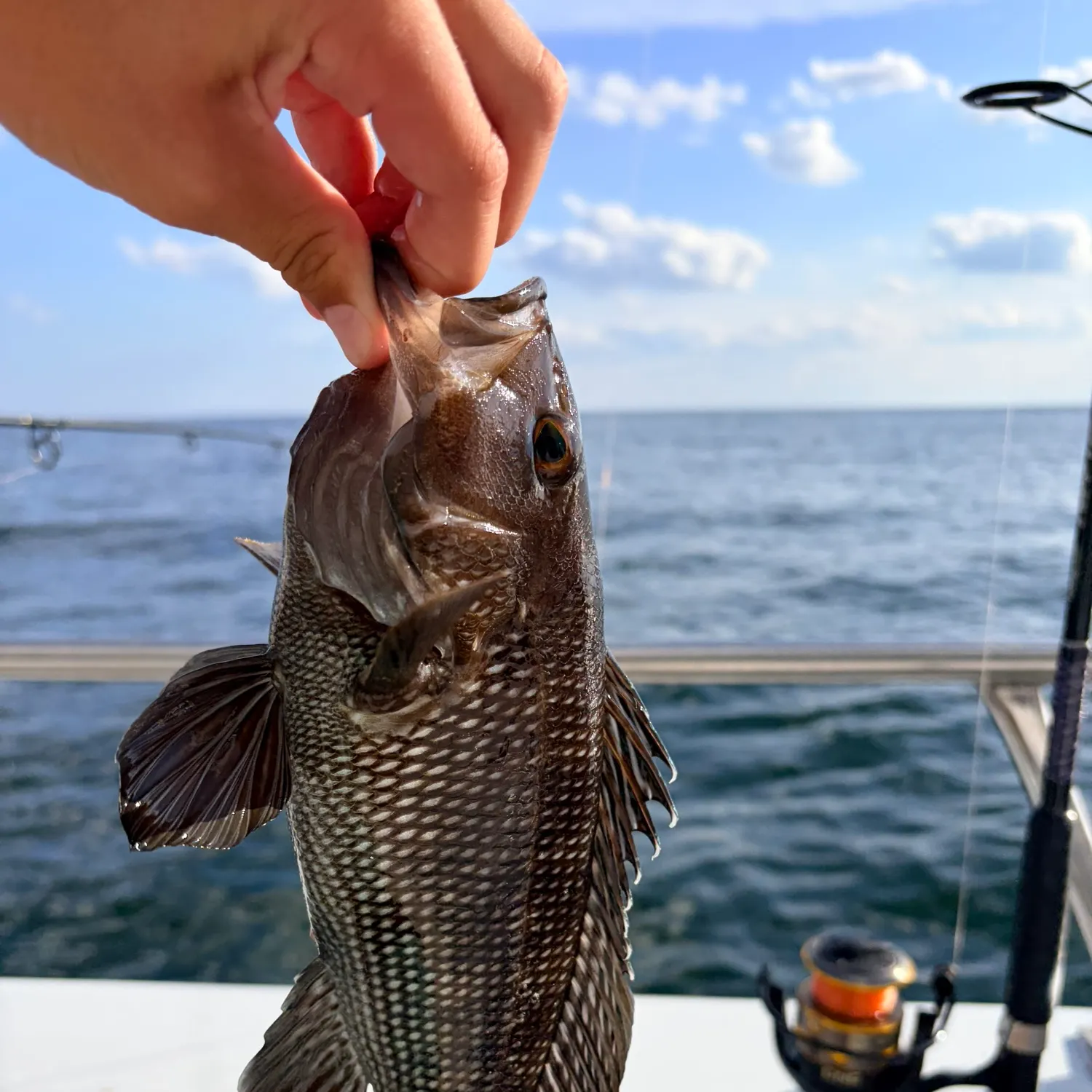 Black sea bass caught on Fishbrain