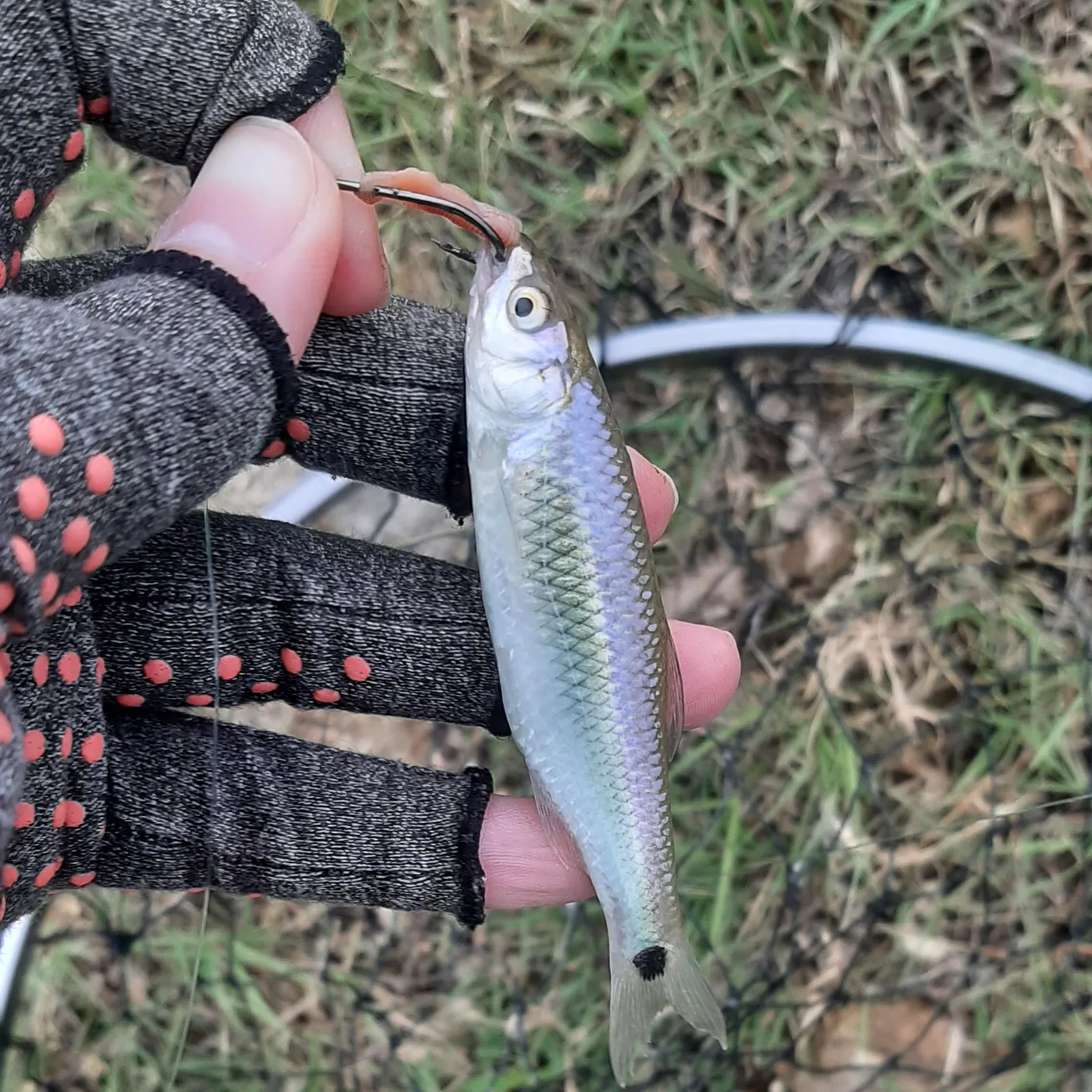 The most recent Western blacktail shiner catches on Fishbrain