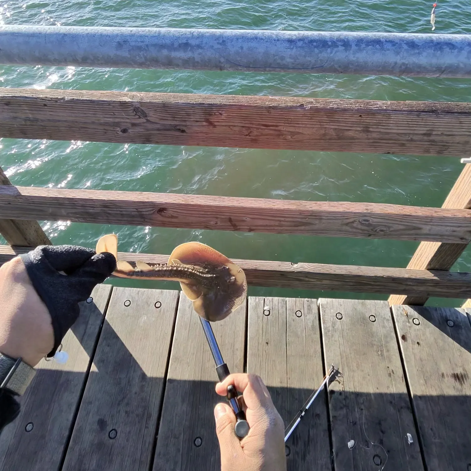 The most recent Thornback guitarfish catches on Fishbrain