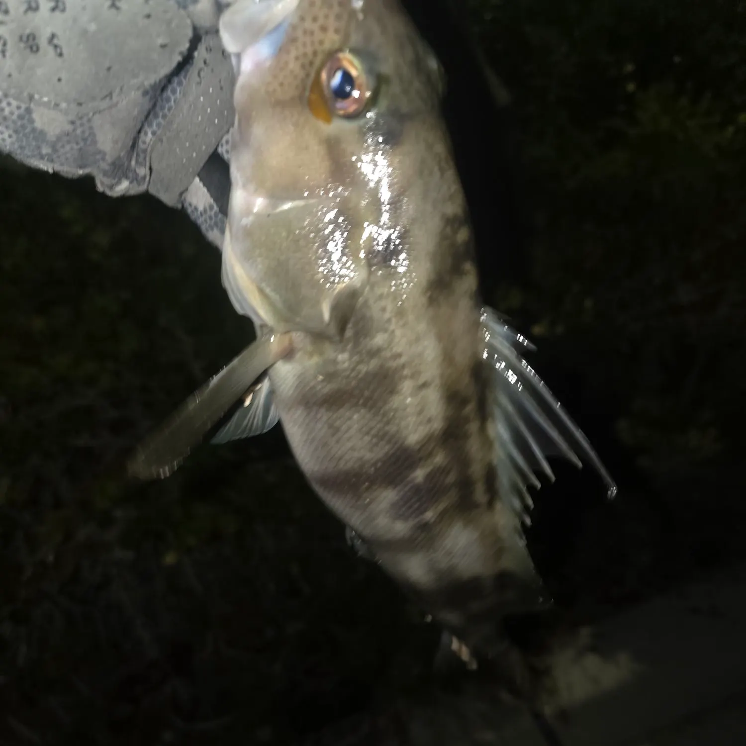 The most recent Barred sand bass catches on Fishbrain