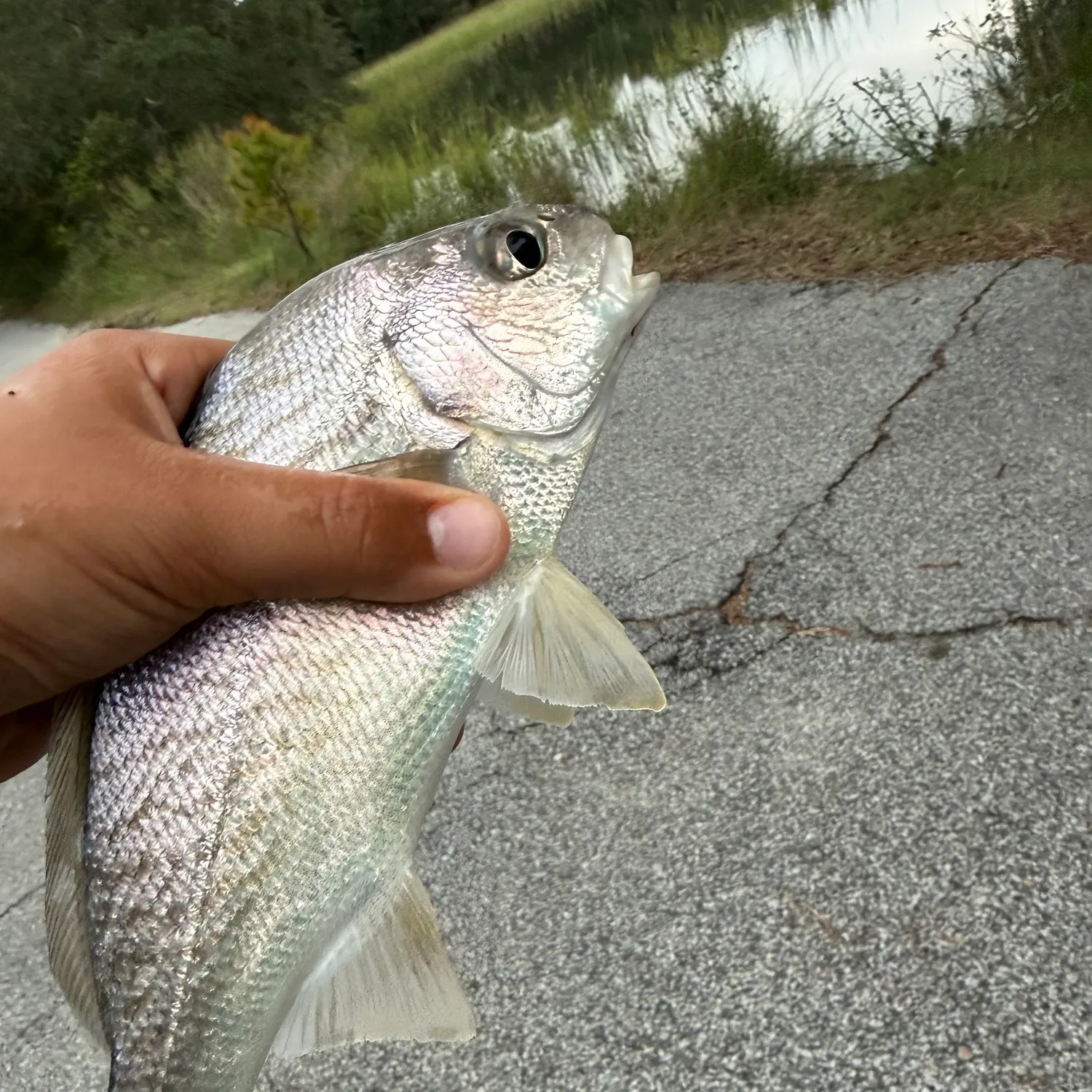 Atlantic croaker caught on Fishbrain