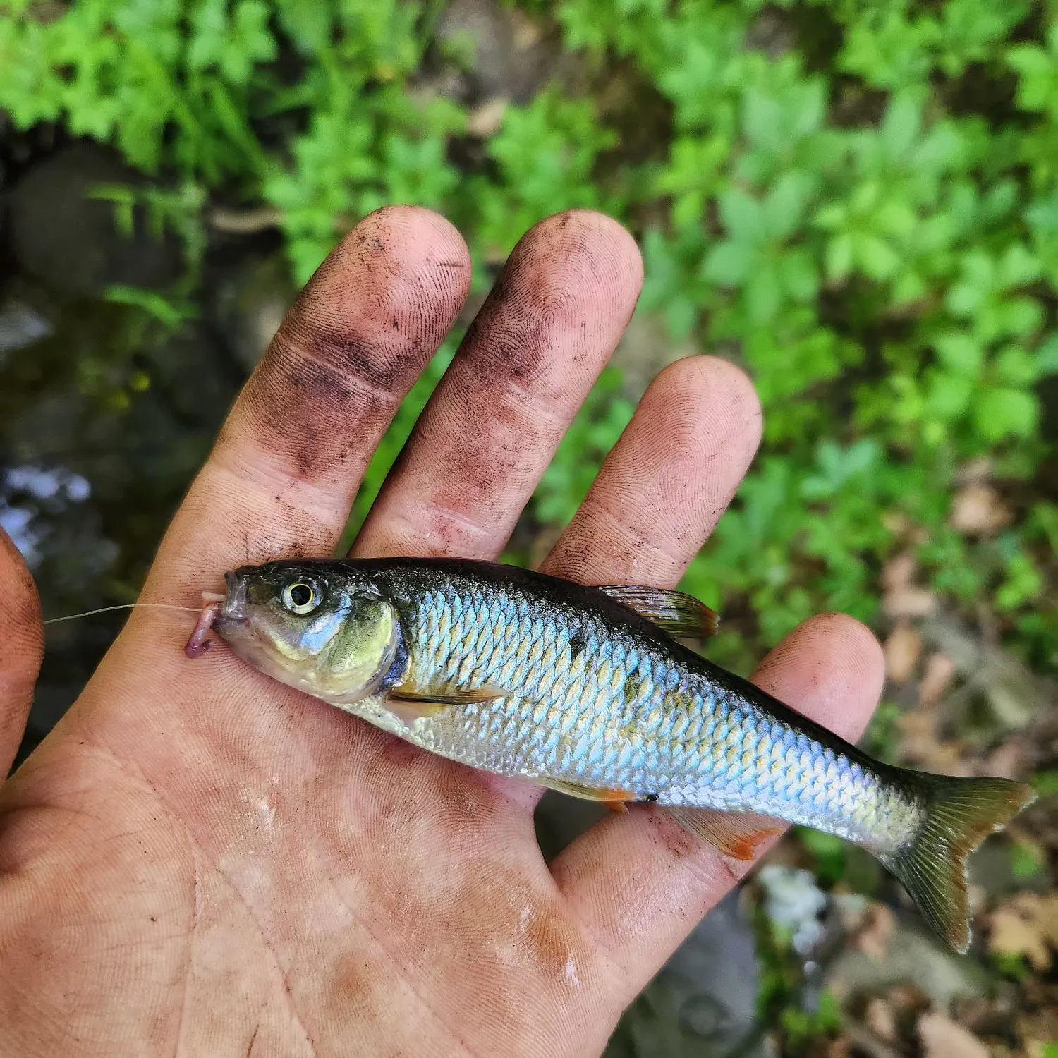 The most recent Common shiner catches on Fishbrain