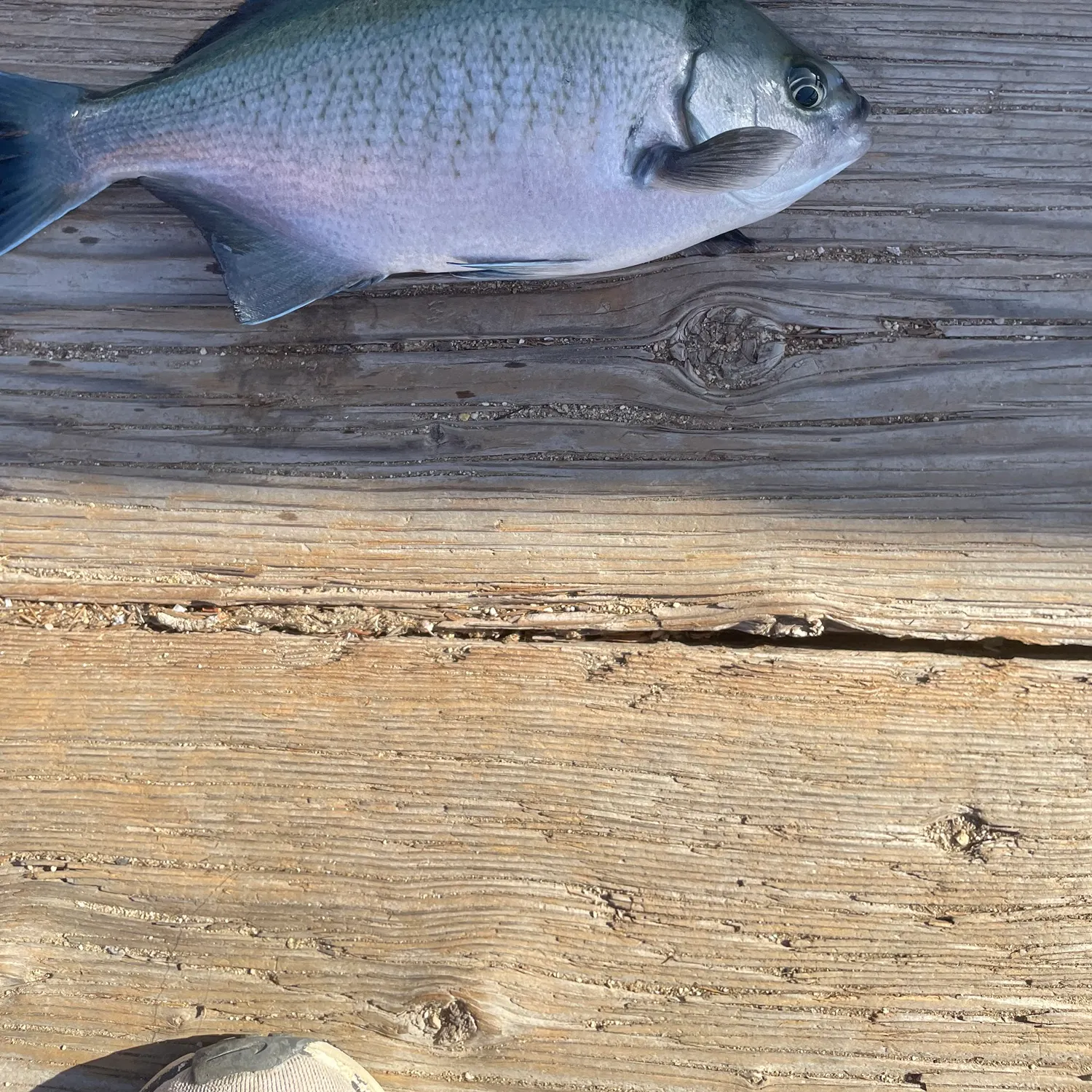 The most popular recent Halfmoon catch on Fishbrain