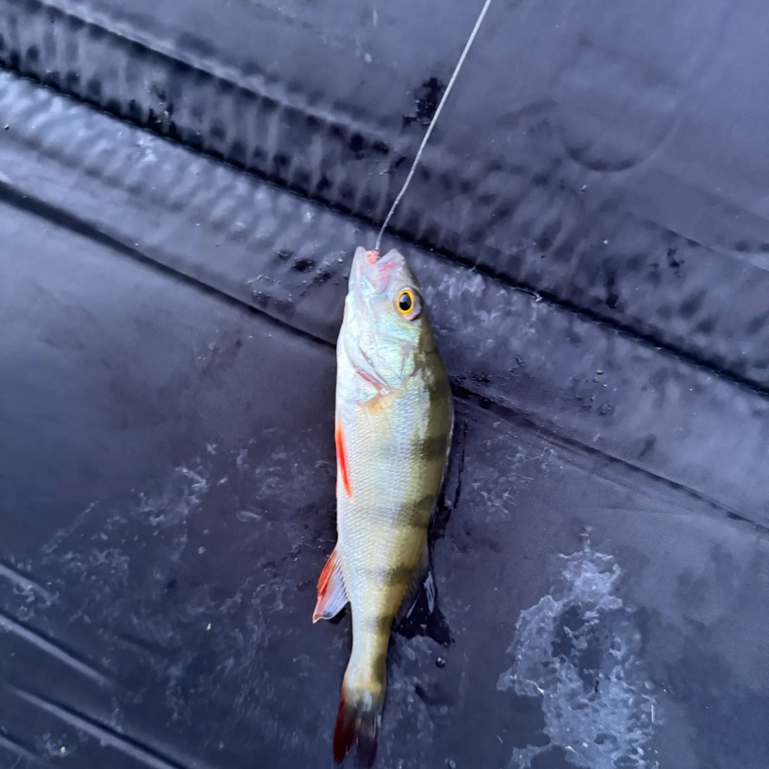 European perch caught on Fishbrain
