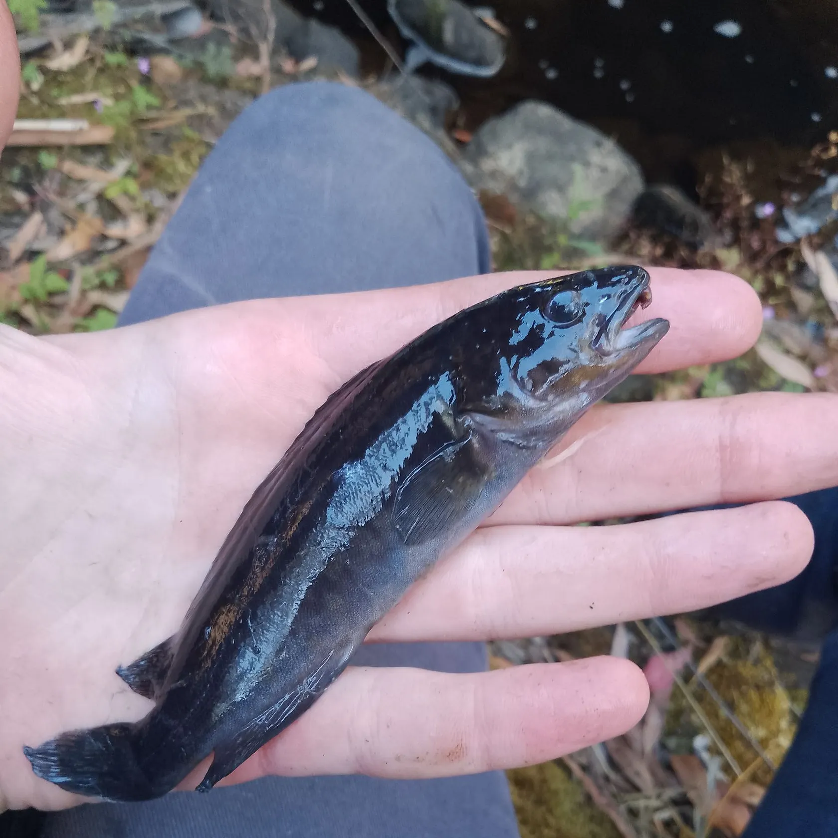 The most recent River blackfish catches on Fishbrain