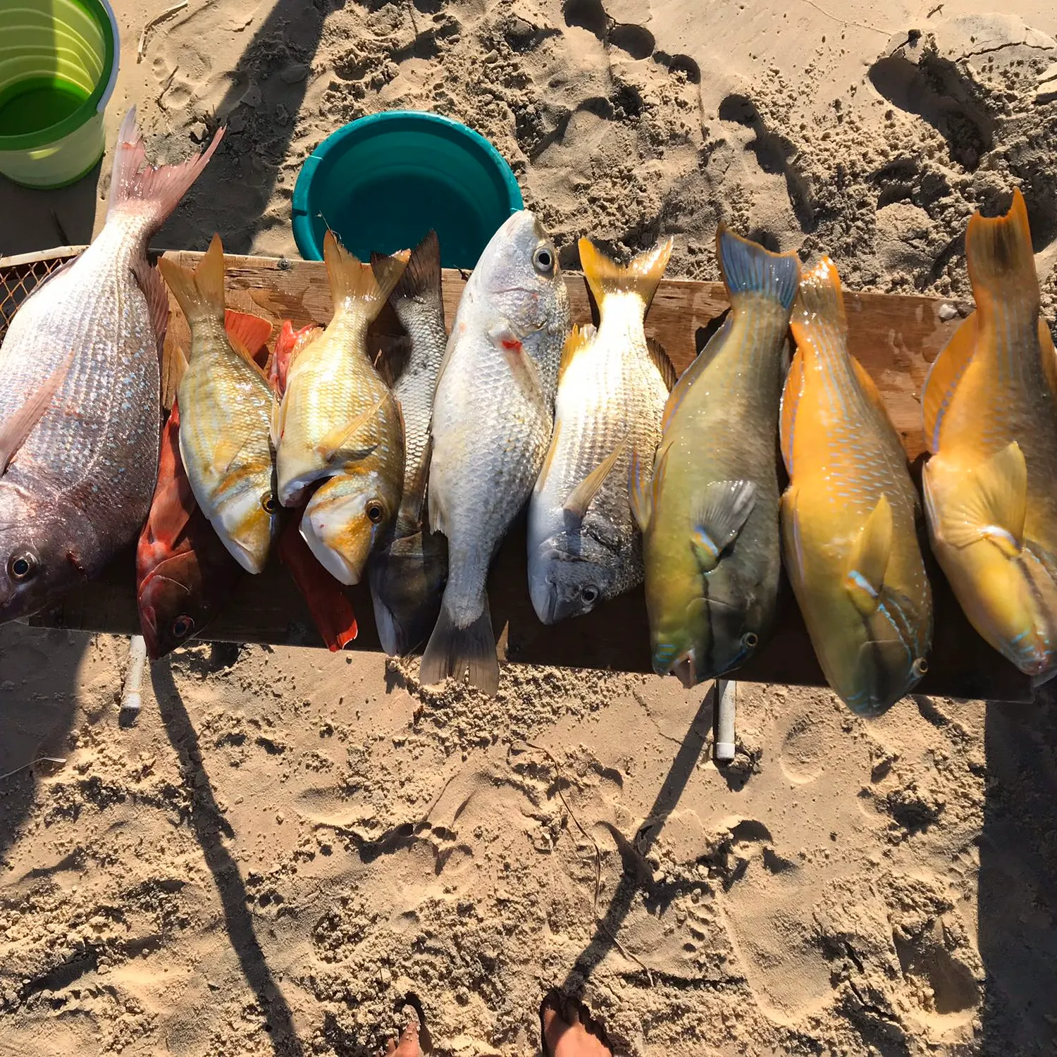 recently logged catches