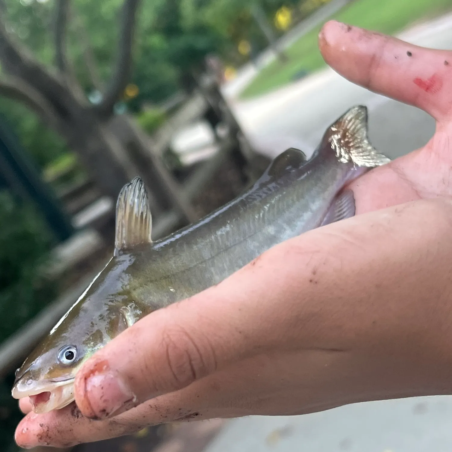 catch