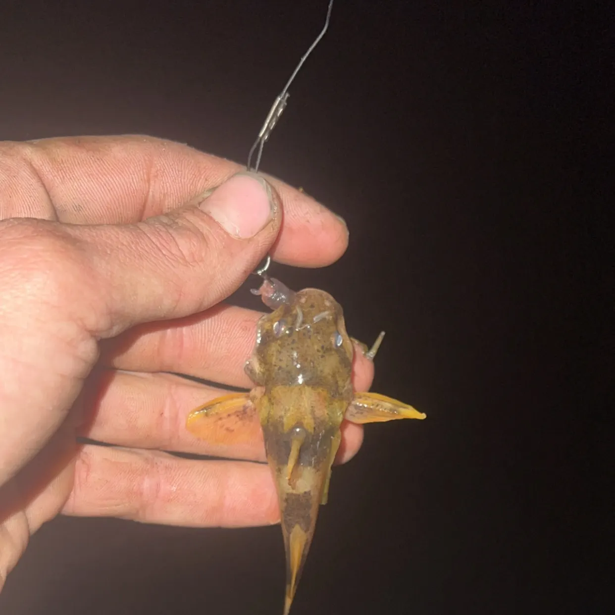 The most recent Northern madtom catches on Fishbrain