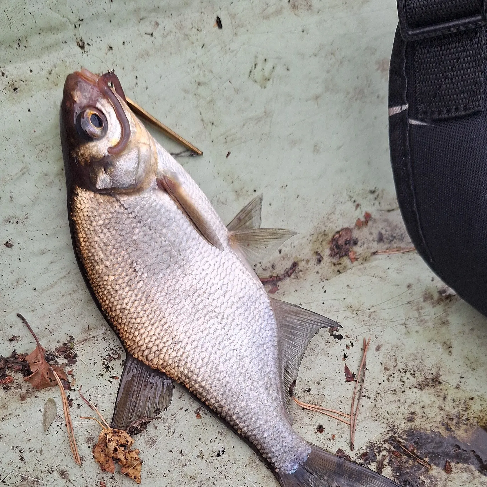 Zope caught on Fishbrain
