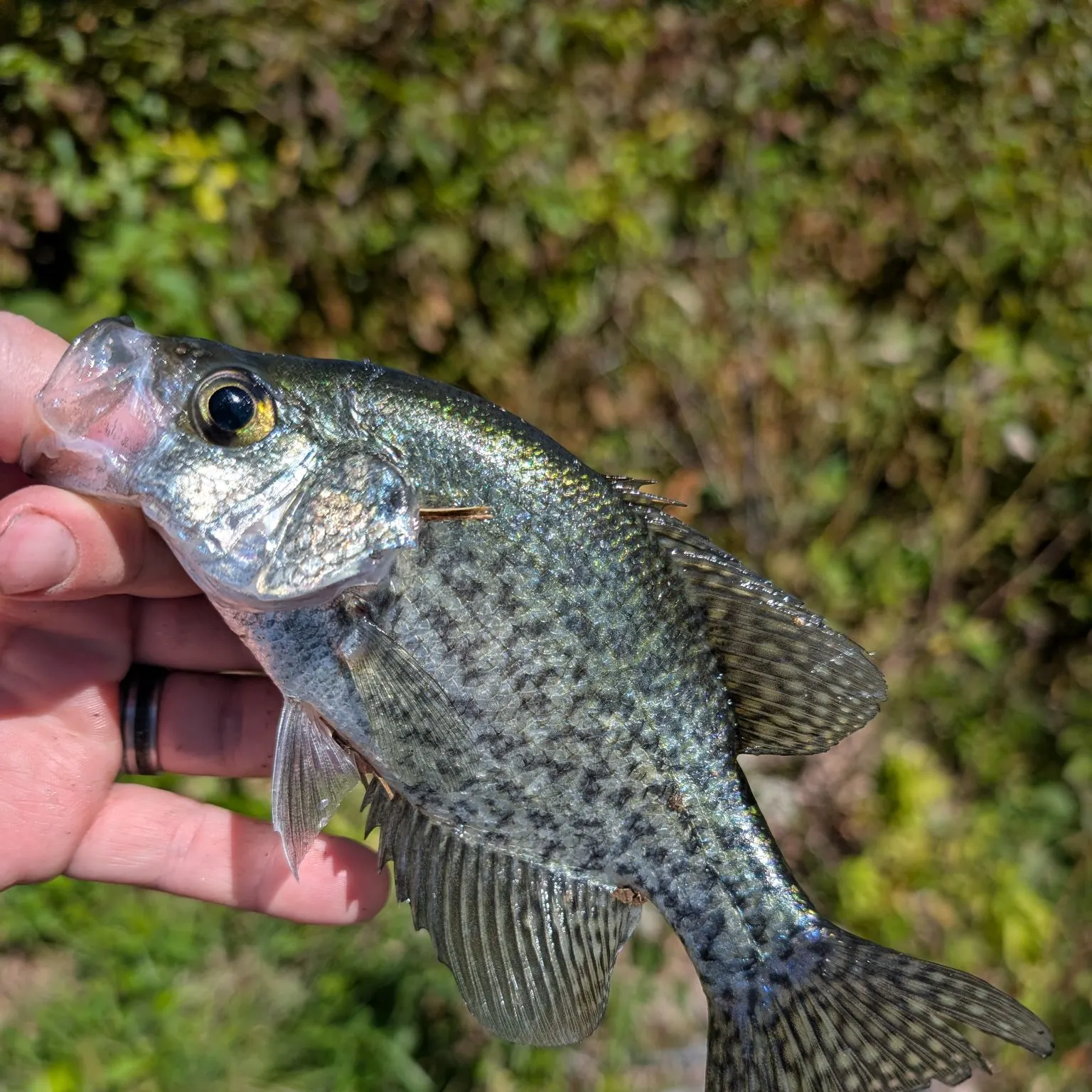 Black crappie caught on Fishbrain