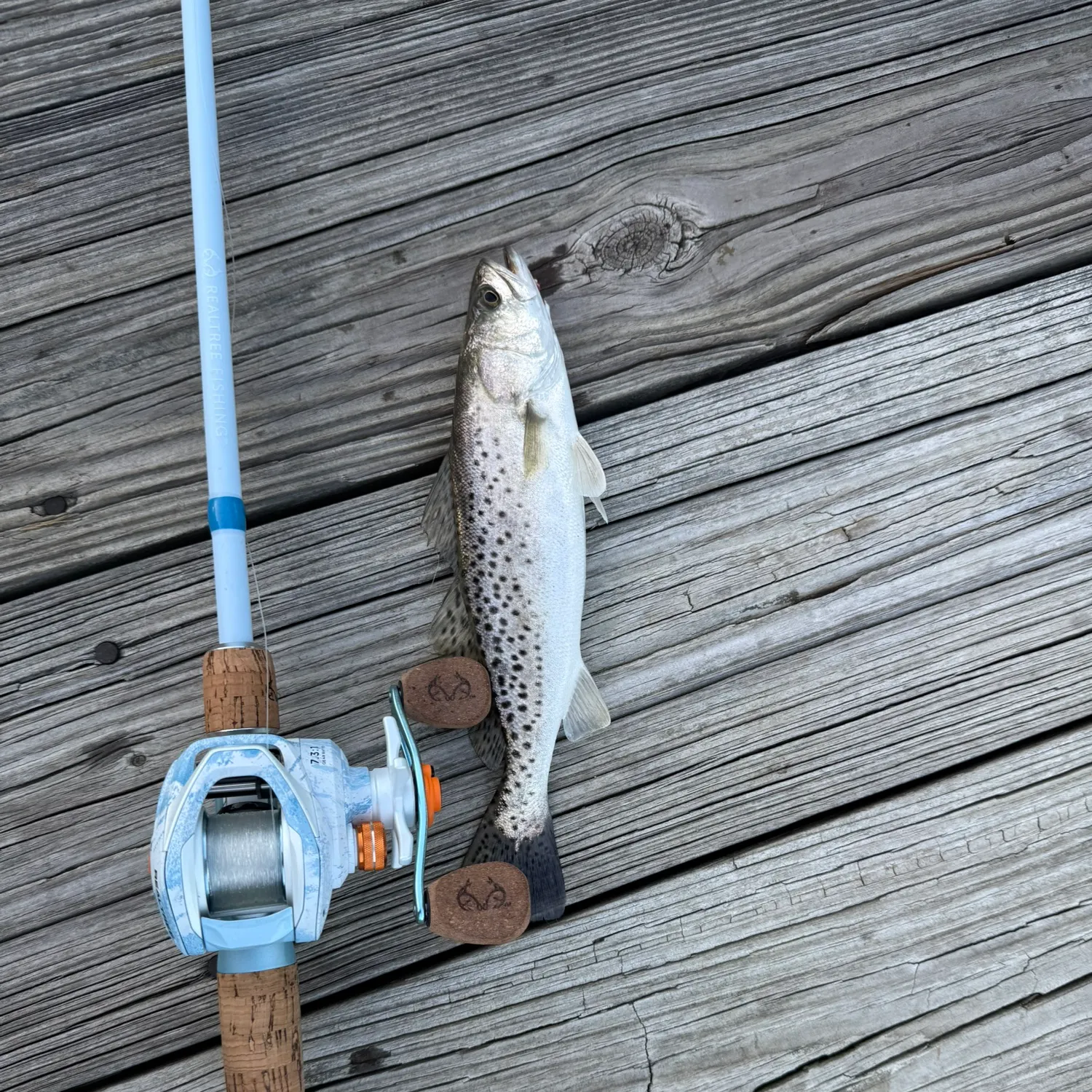 The most recent Spotted seatrout catches on Fishbrain