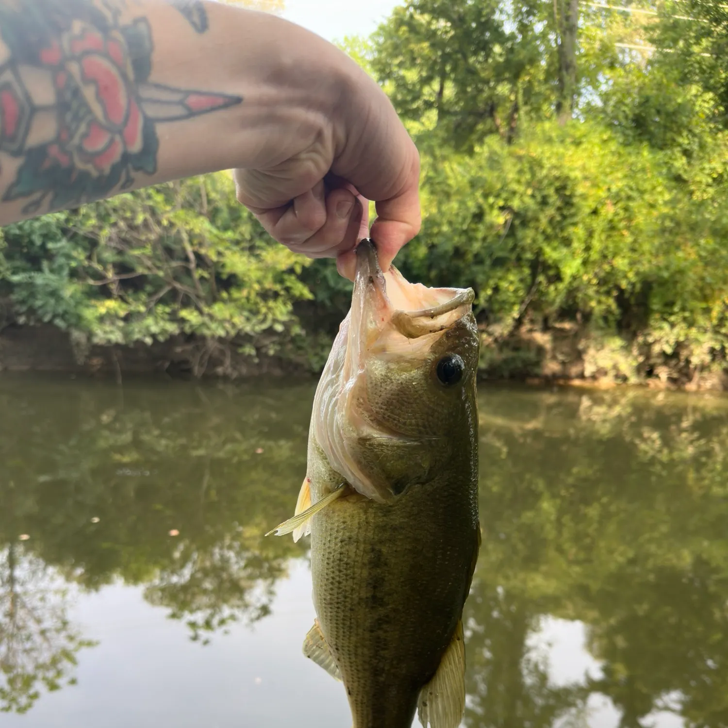 Largemouth bass caught on Fishbrain