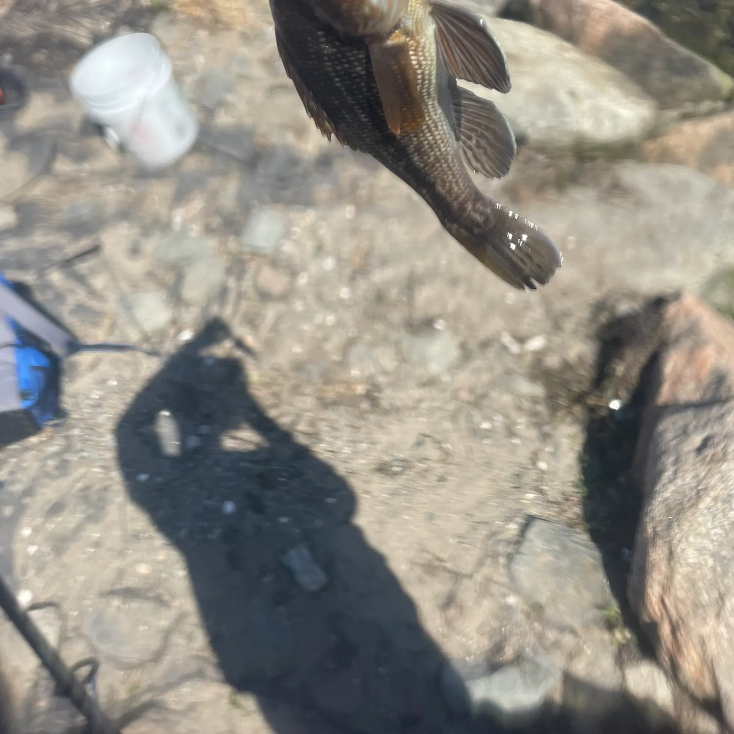 most liked catch image