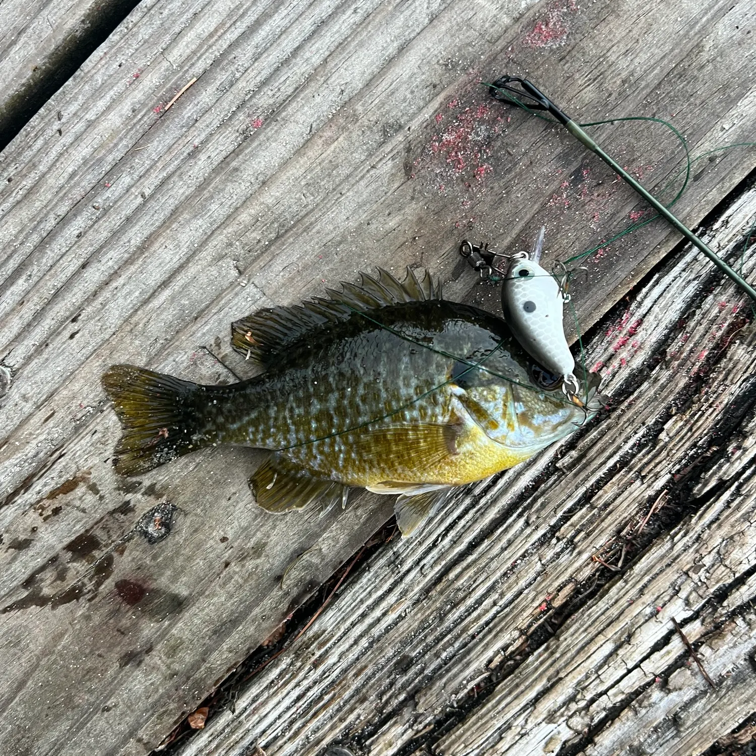 Greengill hybrid caught on Fishbrain