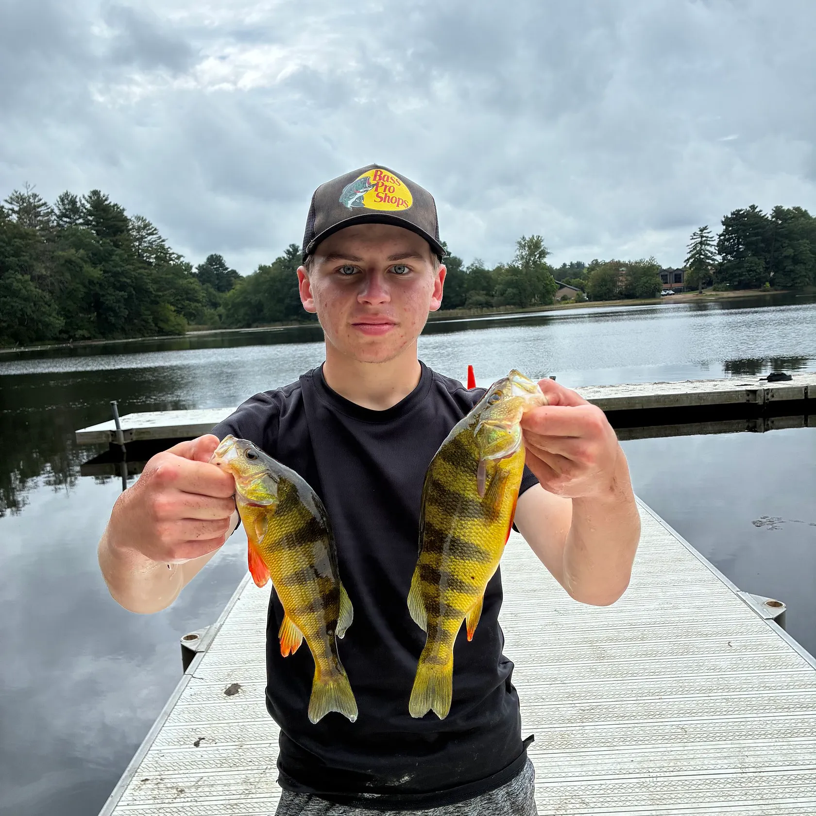 Yellow perch caught on Fishbrain