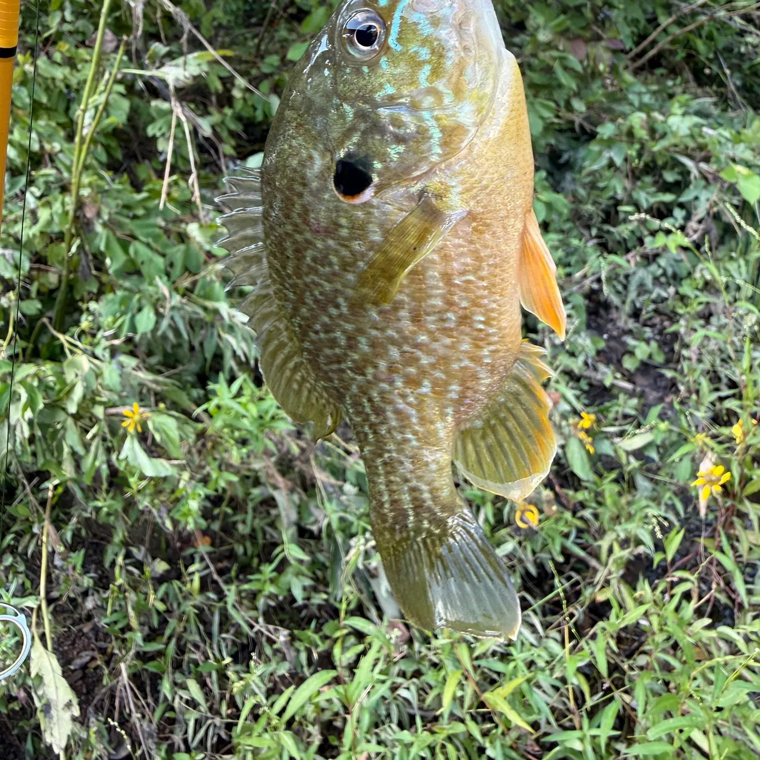 Pumpkinseed caught on Fishbrain