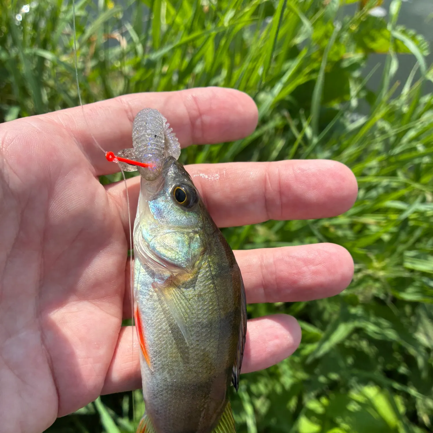 European perch caught on Fishbrain