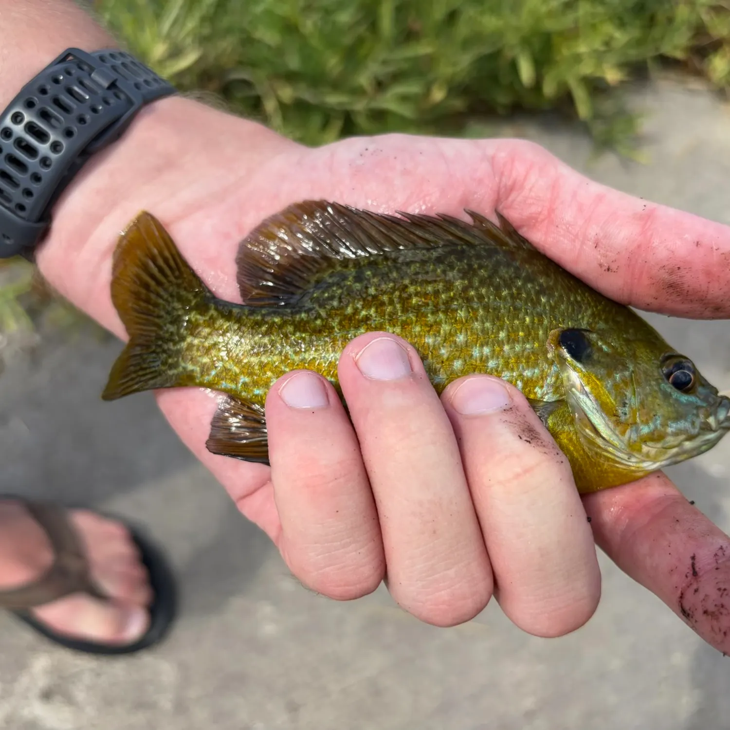 catch
