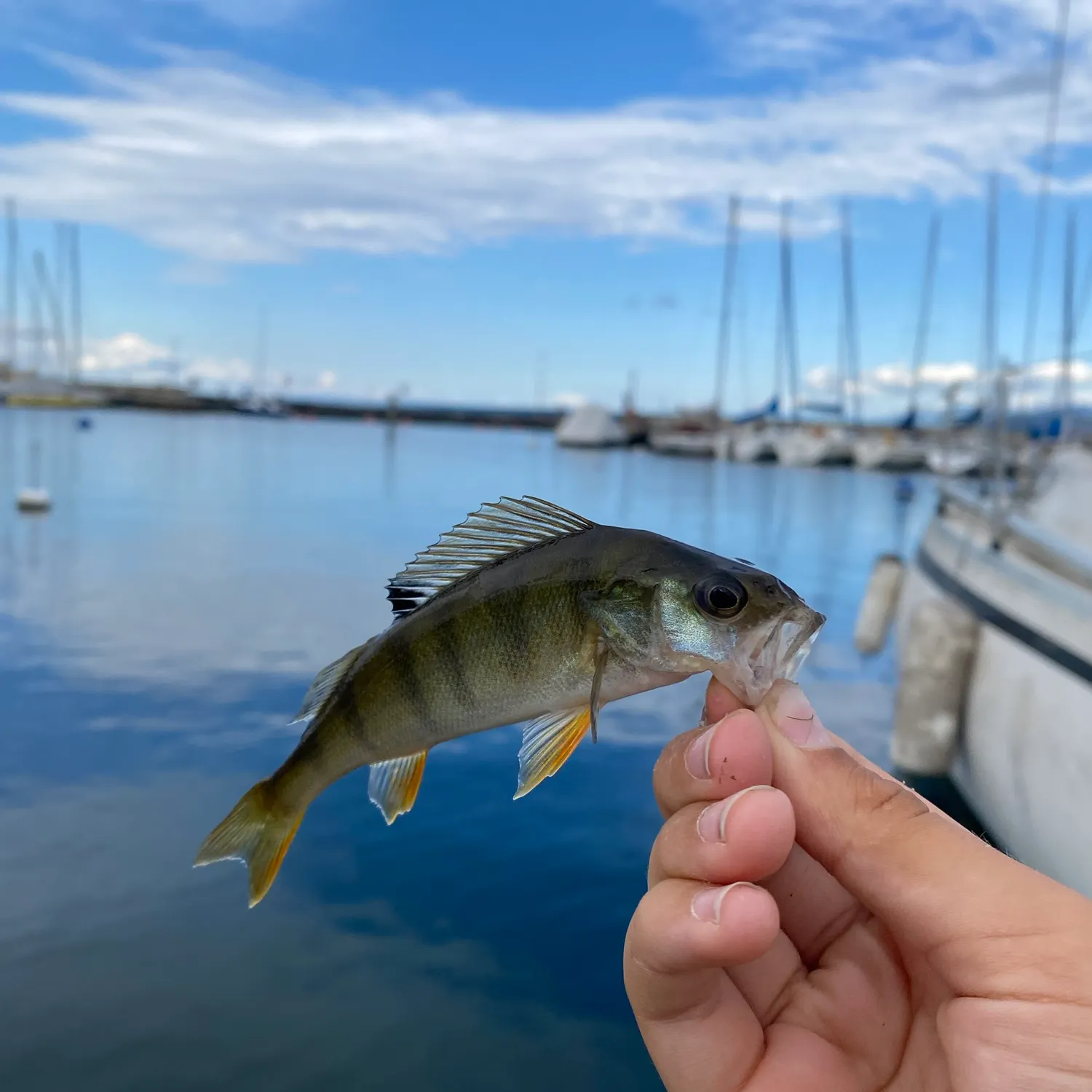 catch