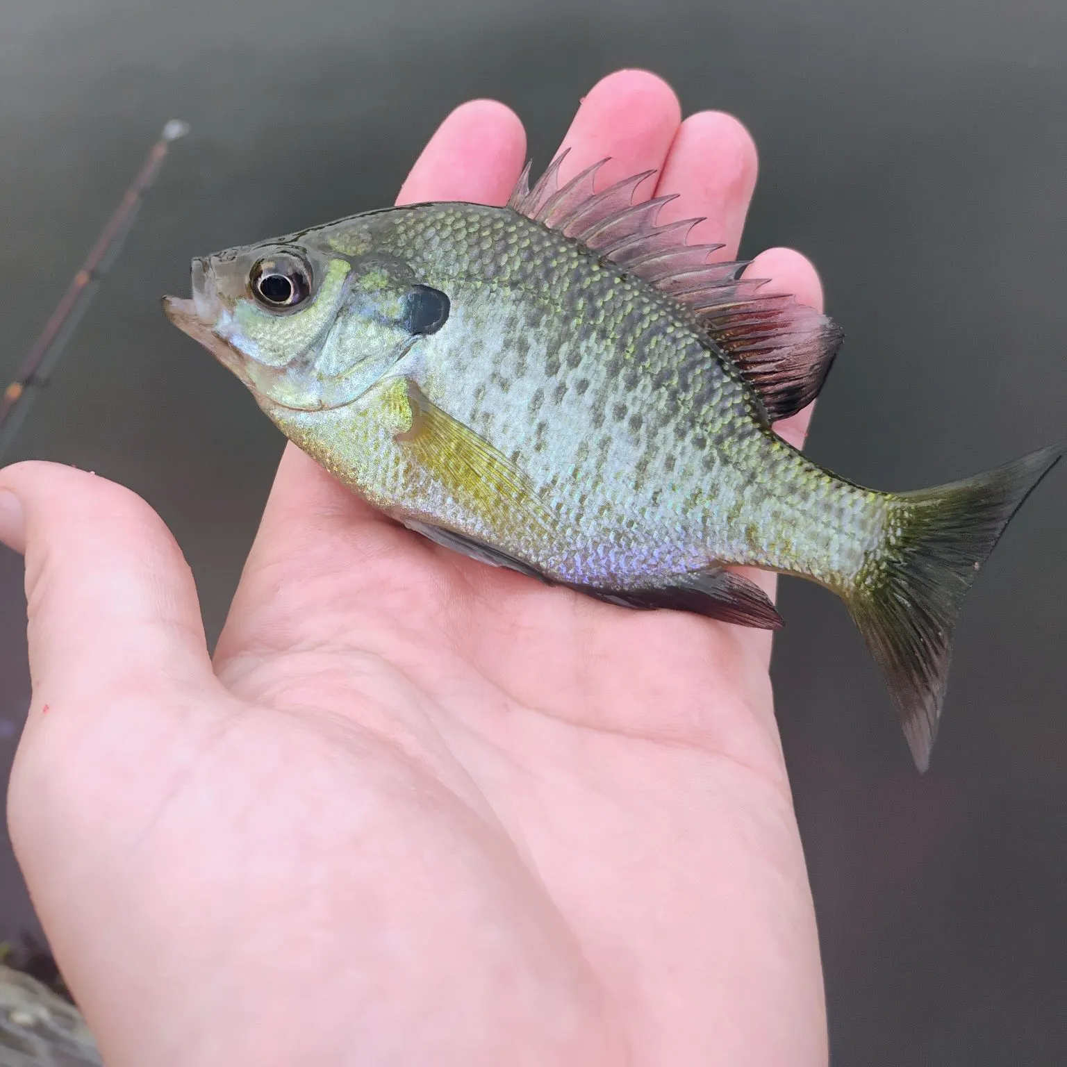 Bluegill caught on Fishbrain