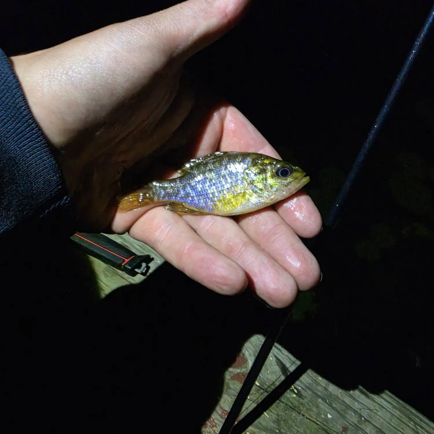Bluegill caught on Fishbrain