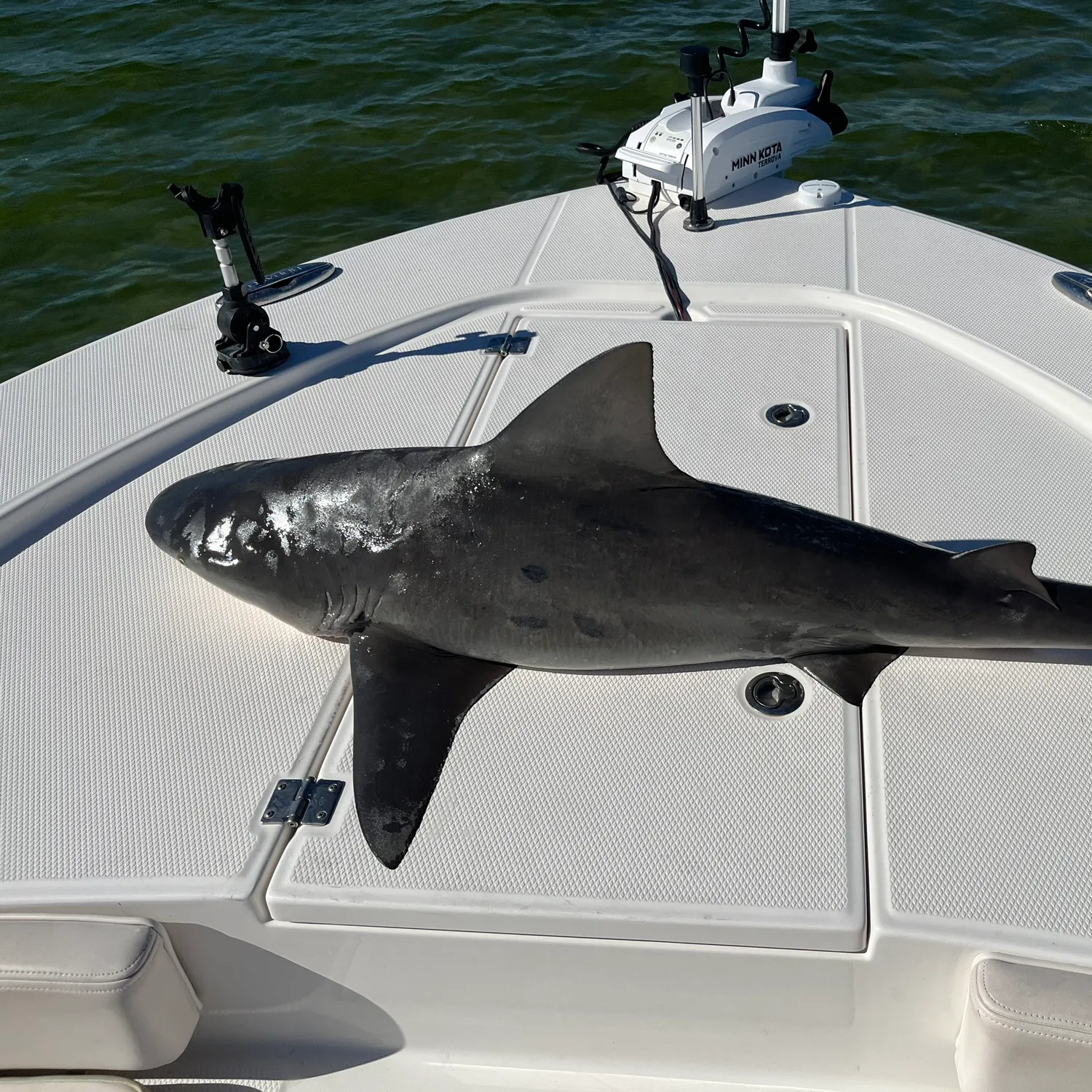 The most recent Bull shark catches on Fishbrain