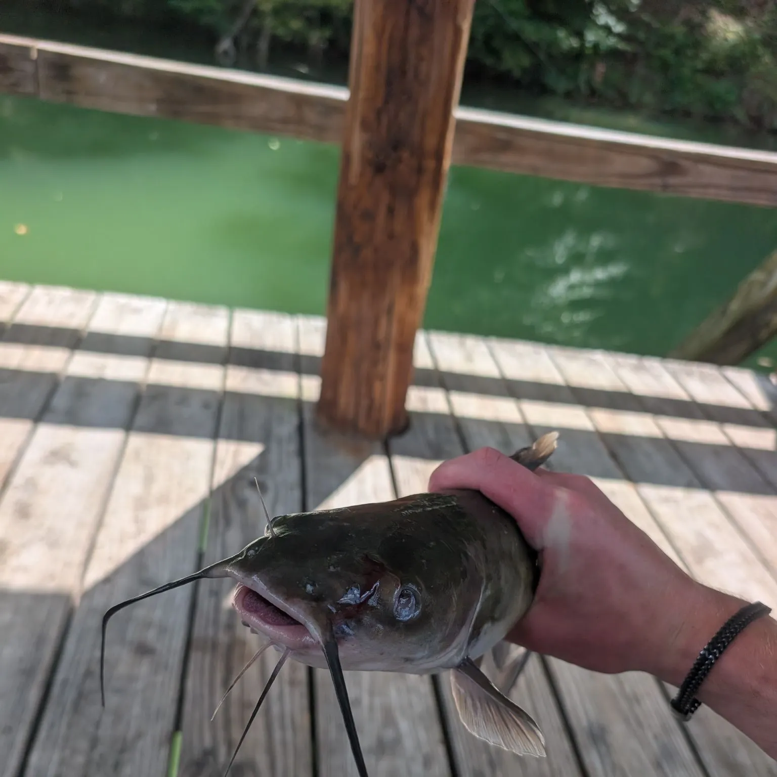 Channel catfish caught on Fishbrain