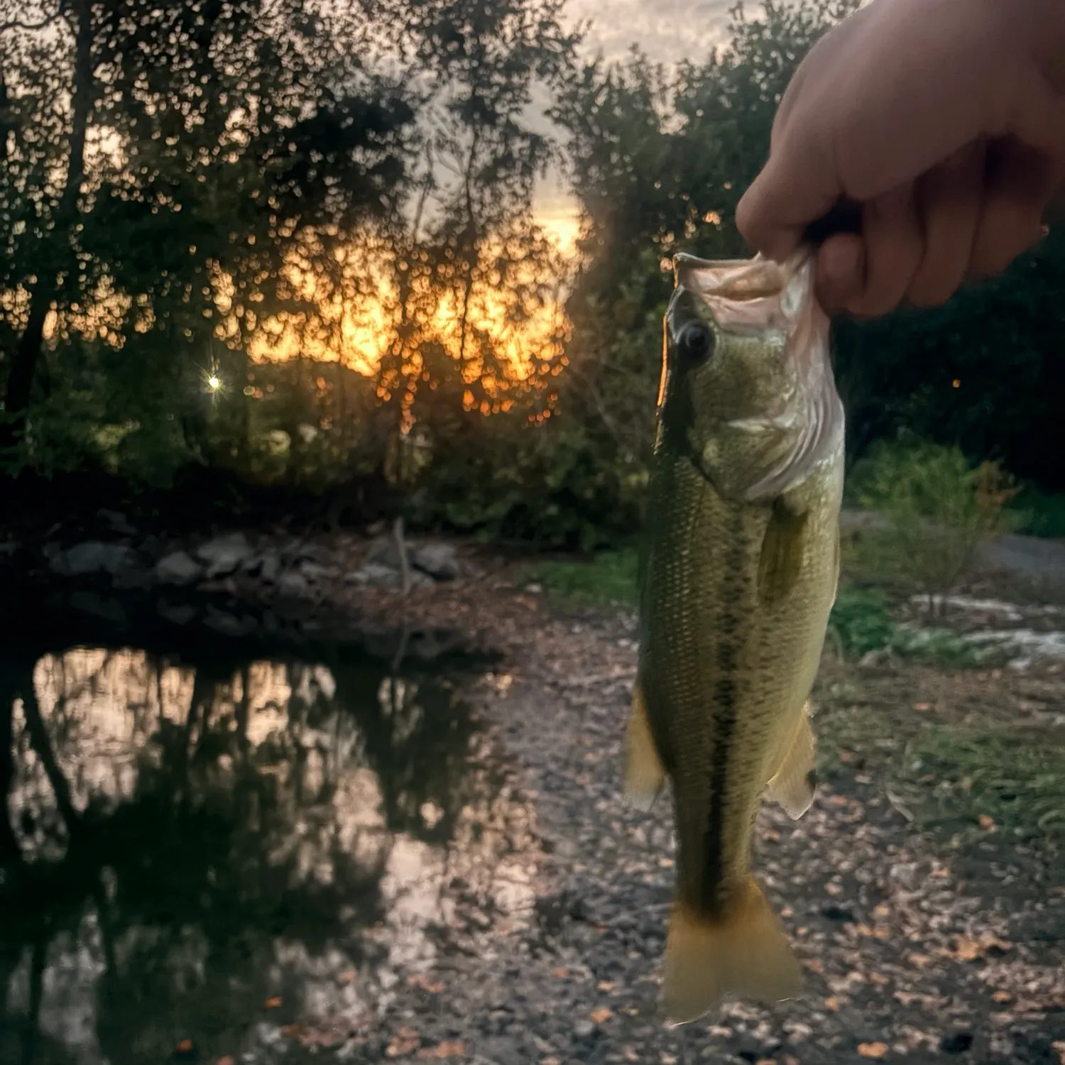 Largemouth bass caught on Fishbrain