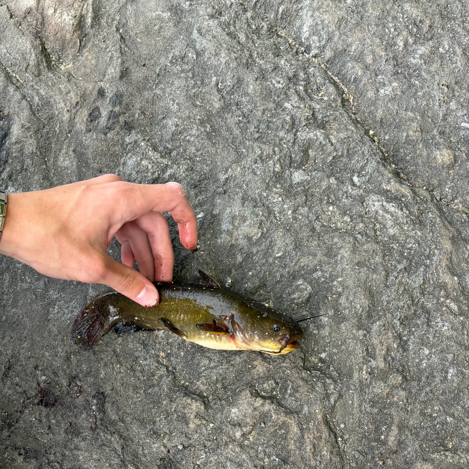 Black bullhead caught on Fishbrain