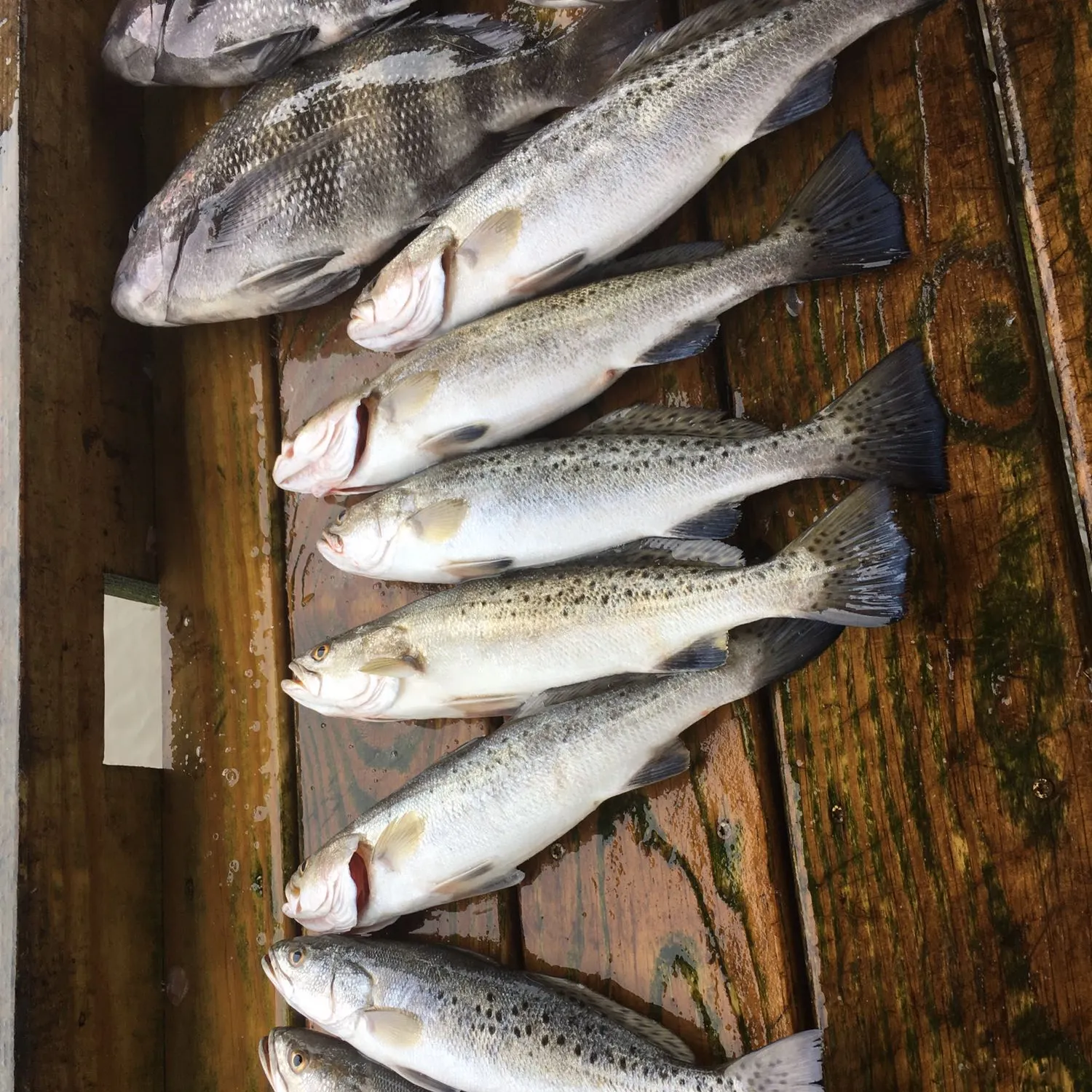 recently logged catches