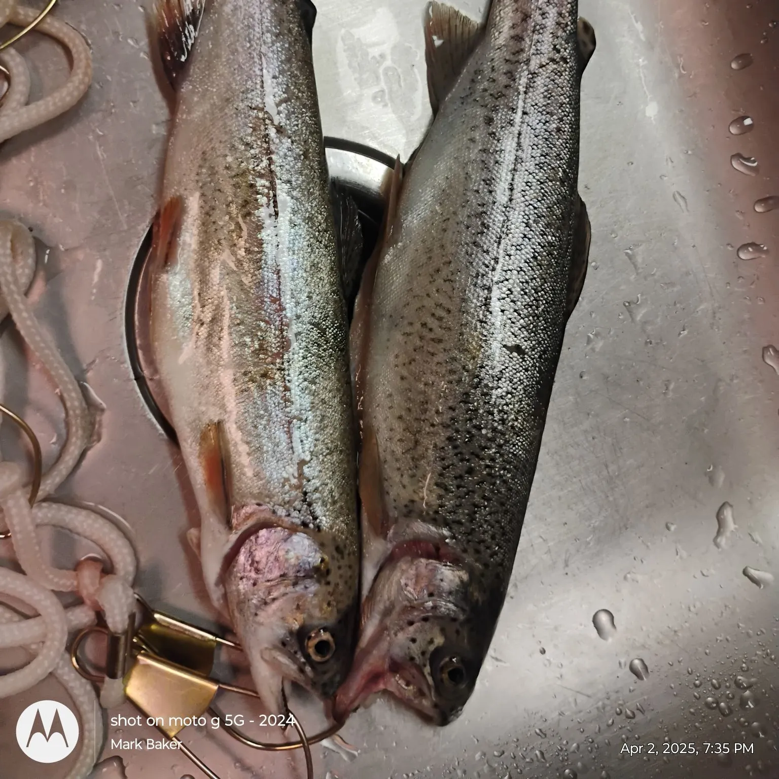 recently logged catches