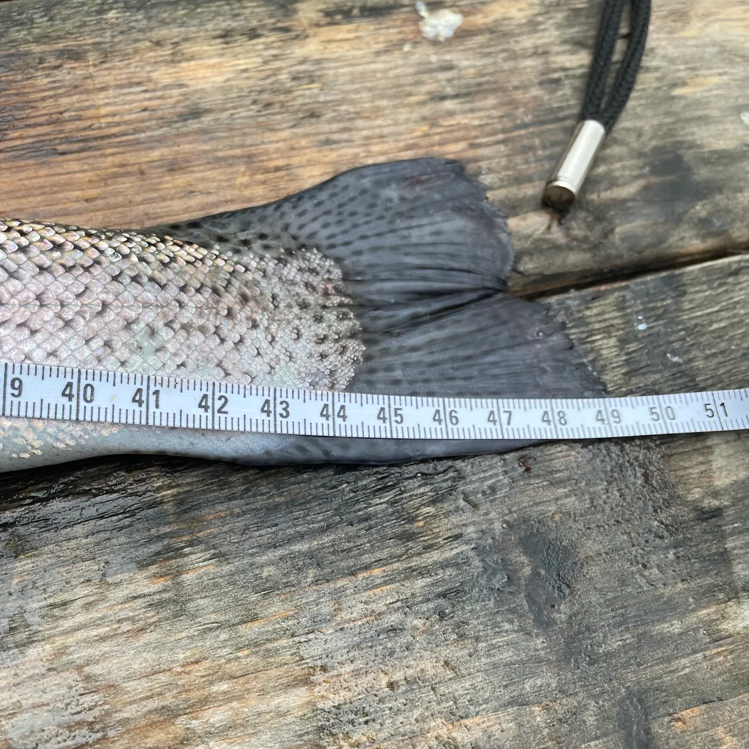 Rainbow trout caught on Fishbrain