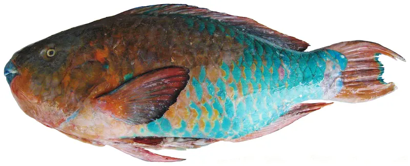 Rainbow parrotfish