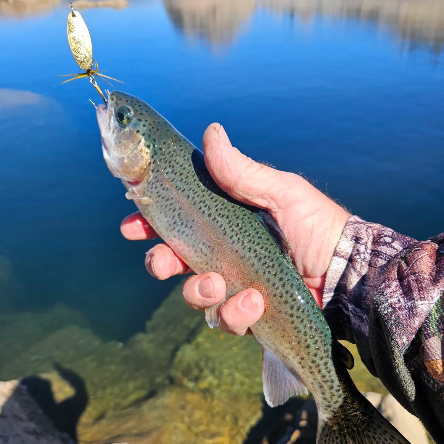 Rainbow trout caught on Fishbrain