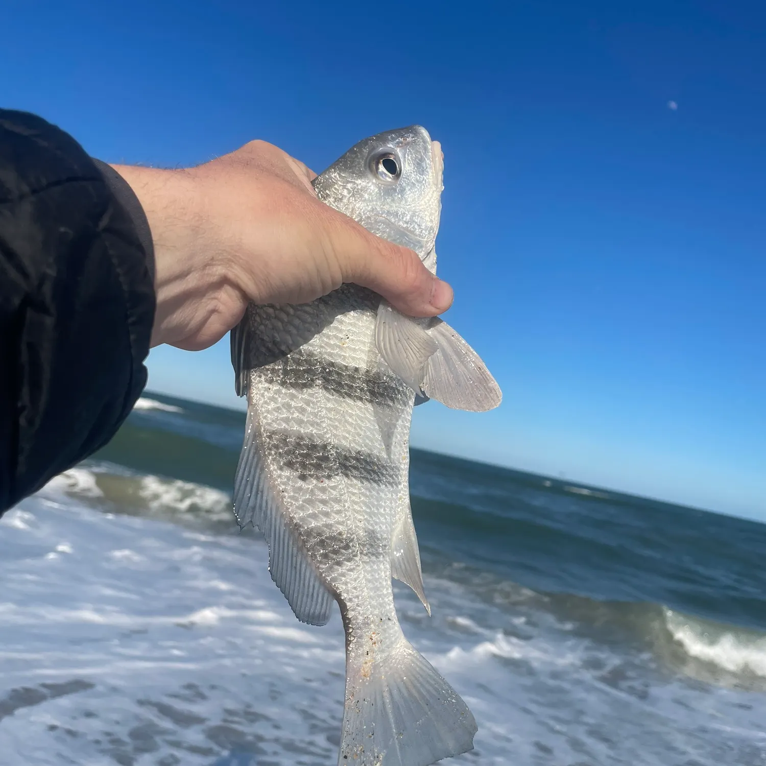 The most recent Black drum catches on Fishbrain