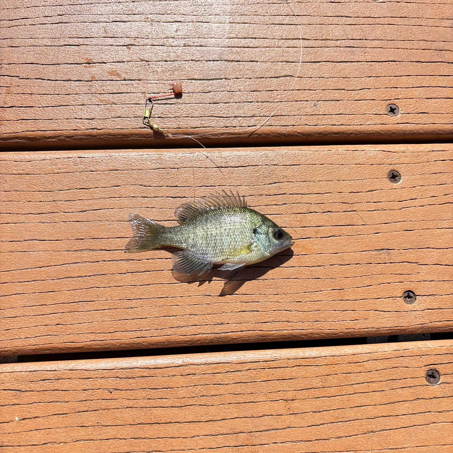 Bluegill caught on Fishbrain