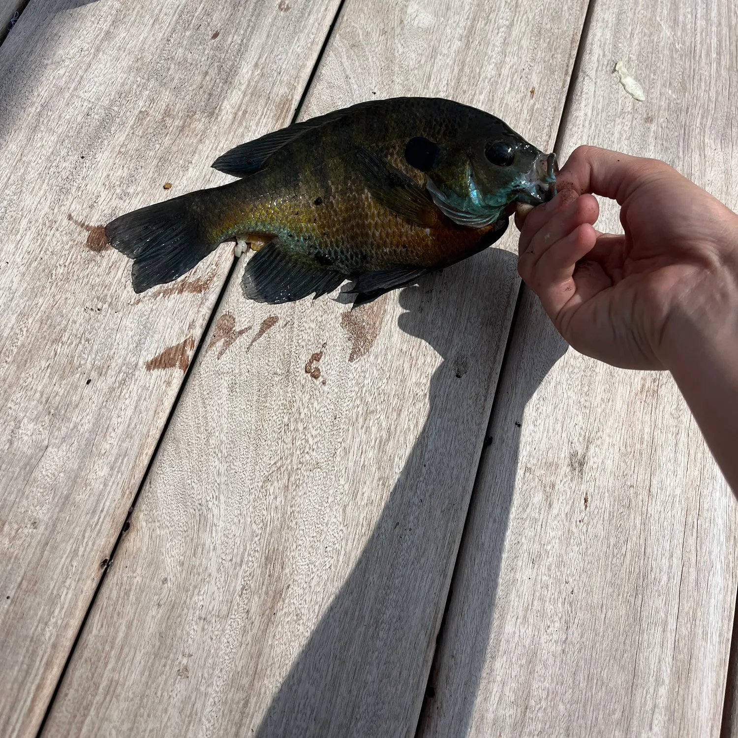 catch