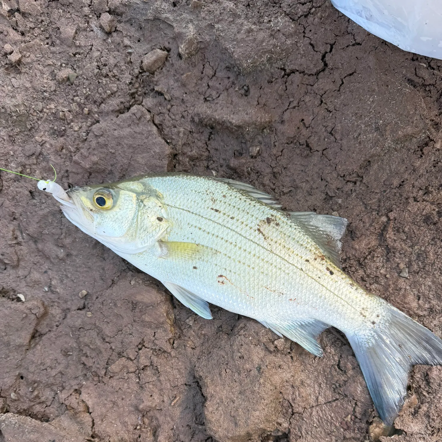 White bass caught on Fishbrain