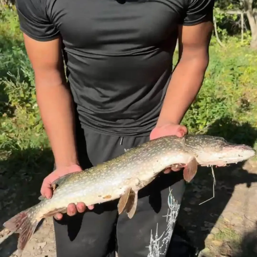 Northern pike caught on Fishbrain