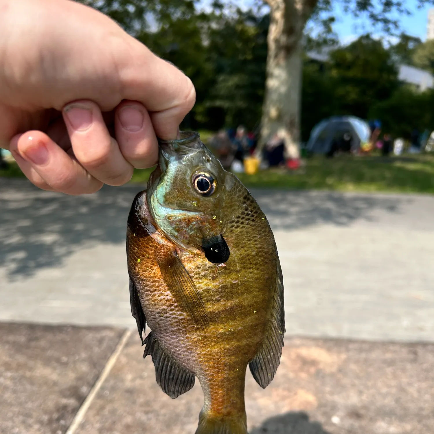 catch