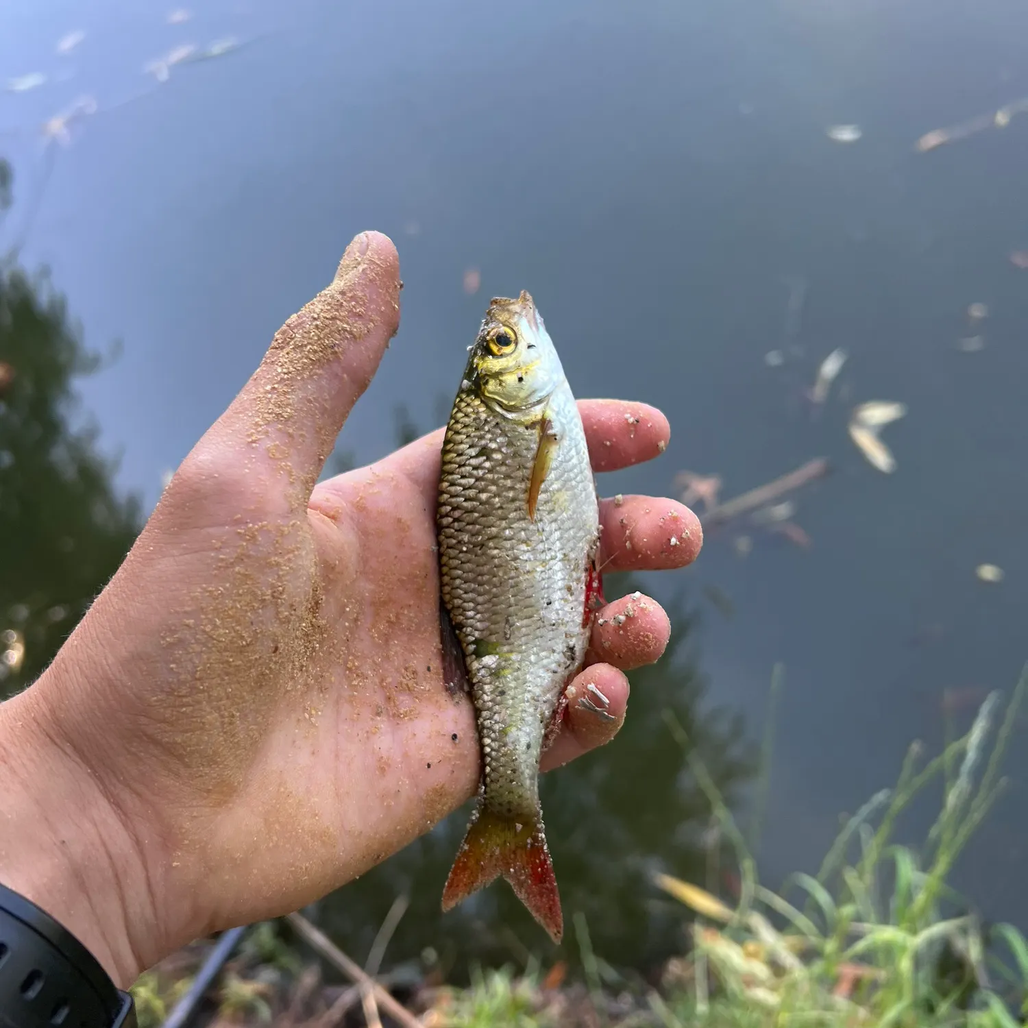 Common rudd caught on Fishbrain