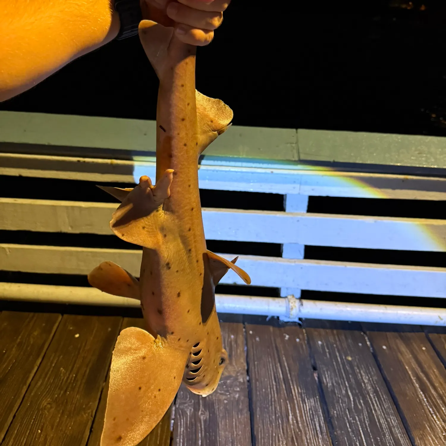 The most recent Horn shark catches on Fishbrain