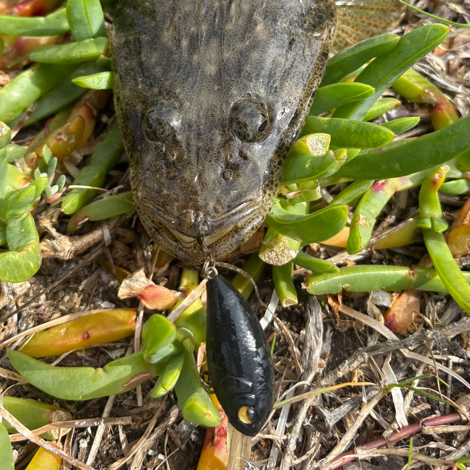 Dusky flathead caught on Fishbrain