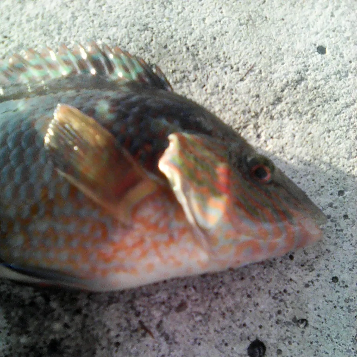 The most recent Corkwing wrasse catches on Fishbrain