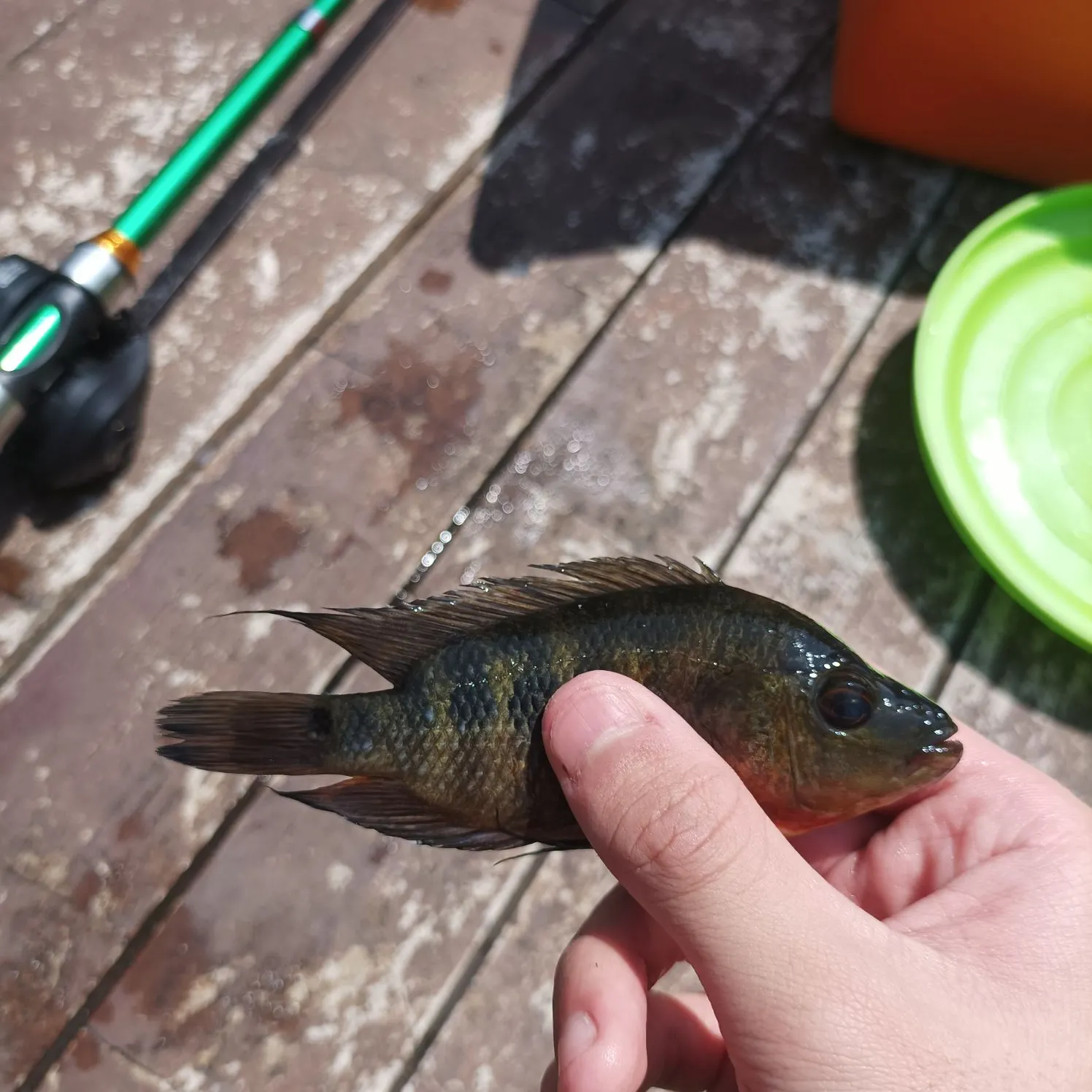 The most recent Spotted tilapia catches on Fishbrain