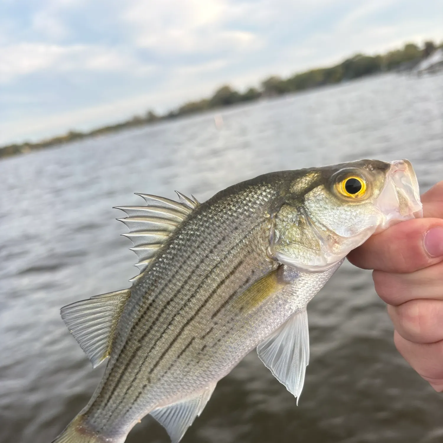White bass caught on Fishbrain