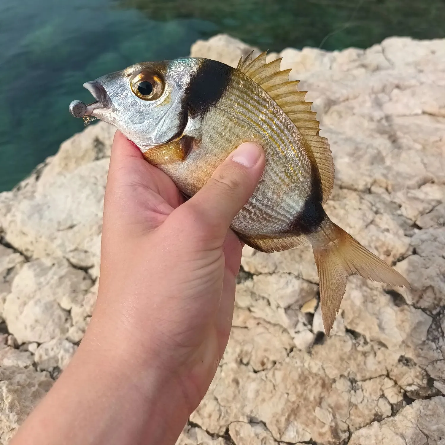 The most recent Common two-banded seabream catches on Fishbrain